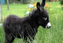 animals grass donkey baby animals 2790x2547 wallpaper Art HD Wallpaper